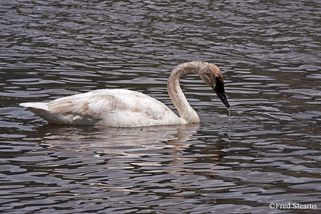 Elk NR Trumpeter Swan